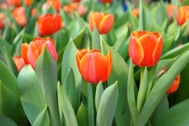 Closeup orange tulips in Garden