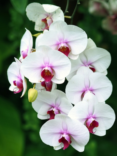 Closeup orchid flower in winter garden background