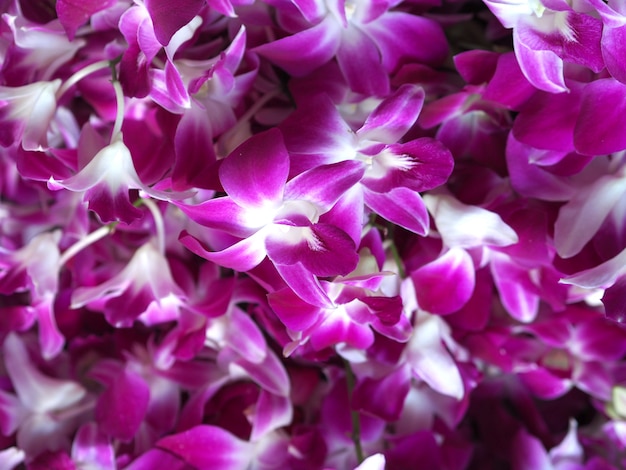 Closeup orchid flower in winter garden background