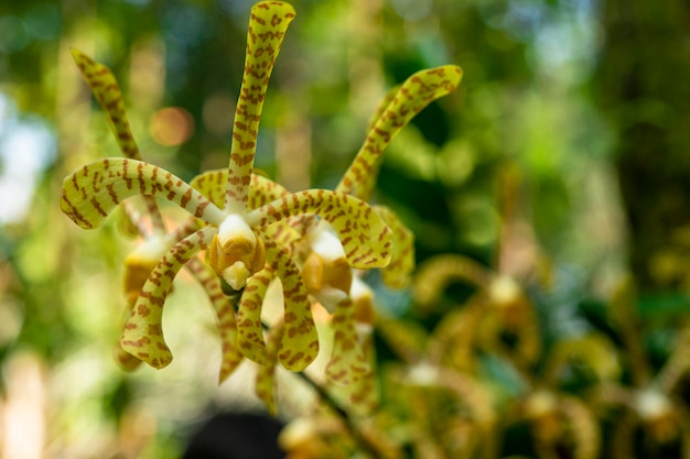 Foto primo piano di orchidee fiori e foglie verdi sfondo in giardino.