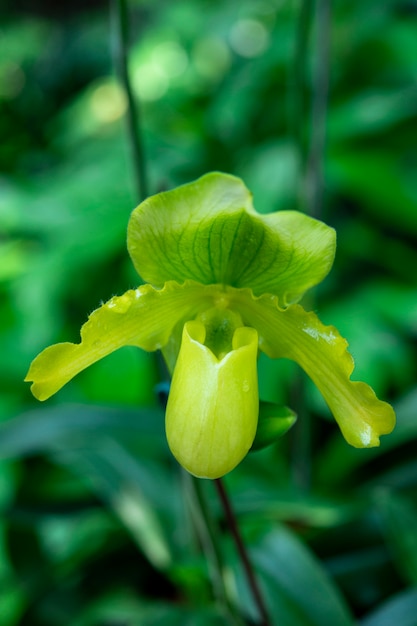 Photo closeup of orchids flowers and green leaves background in garden.