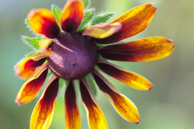 Foto primo piano сore di rudbeckia (coneflower)