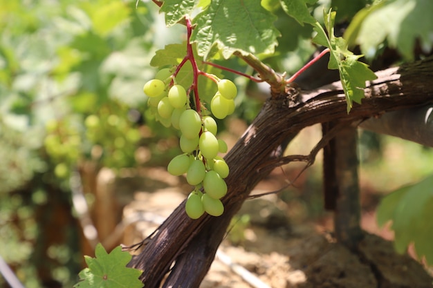 closeup organic grape vine in the garden