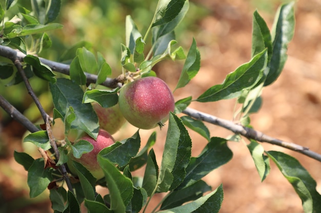 Frutta organica della mela verde del primo piano nel giardino