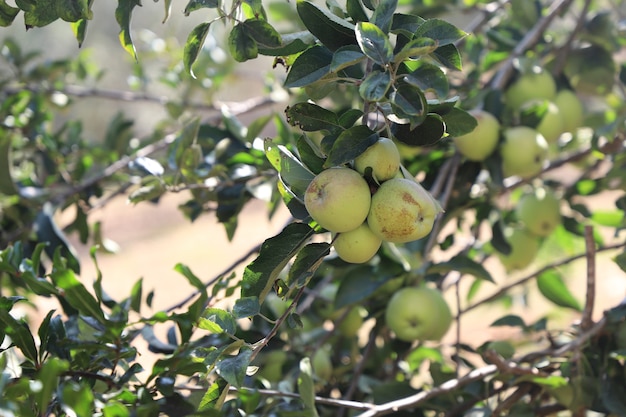정원에서 근접 촬영 유기 녹색 사과 과일