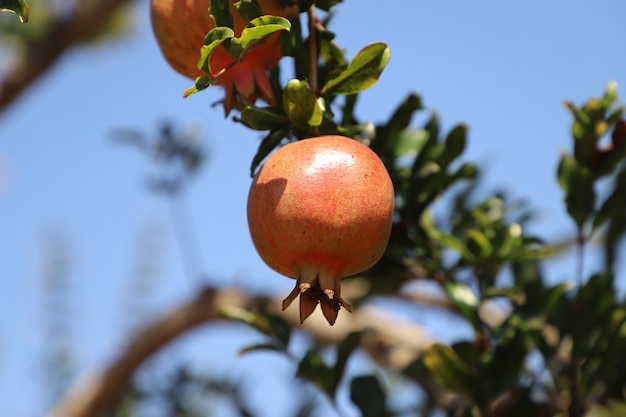 closeup organic Green Pomegranate fruit in the garden