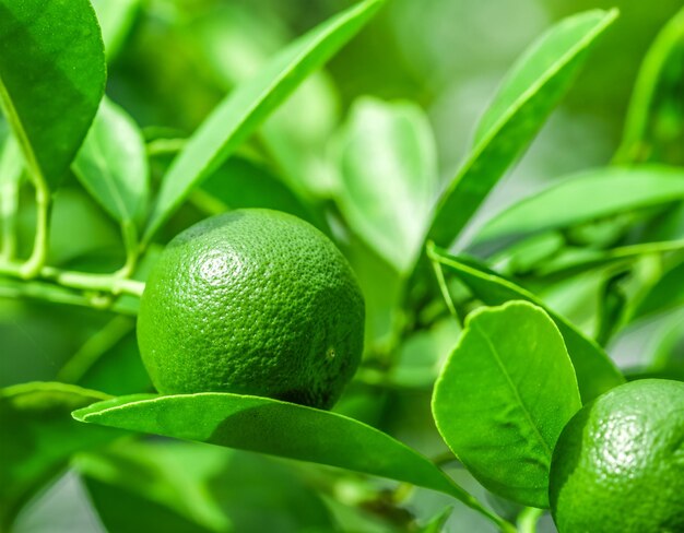 Photo closeup of organic limes ripening on branch lemon tree on farm