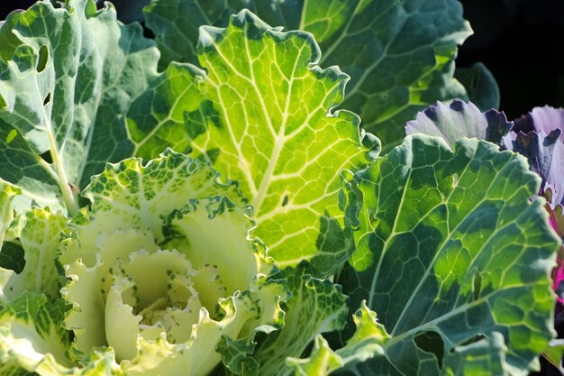 closeup of ornamental cabbage leaves lat Brassica in sunlight as a natural preen background