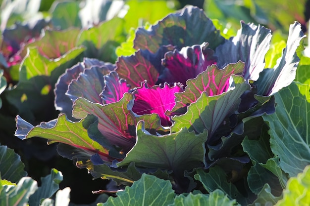 closeup of ornamental red cabbage kale nagoya red in city park