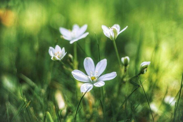 Closeup of ornithogalum flower blooming