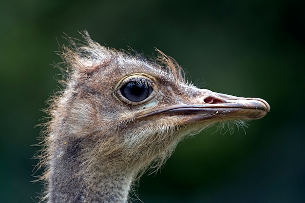 Closeup of ostrich over dark