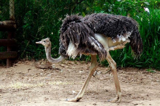 Closeup of ostrich over dark