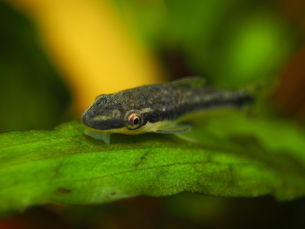 Близкий взгляд на сома Otocinclus