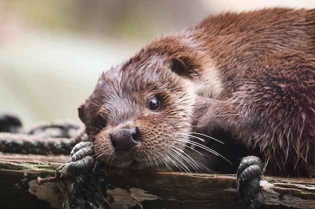 Photo closeup otter in a pond