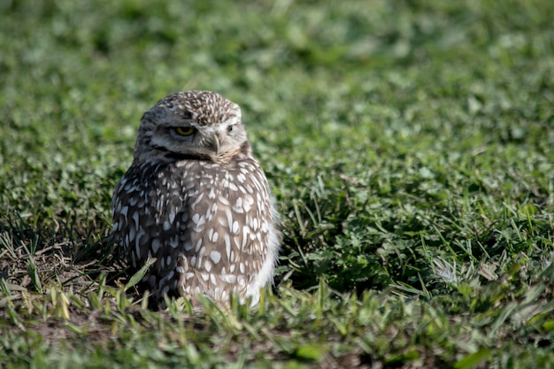 Closeup of the owls in the open field athene cunicularia