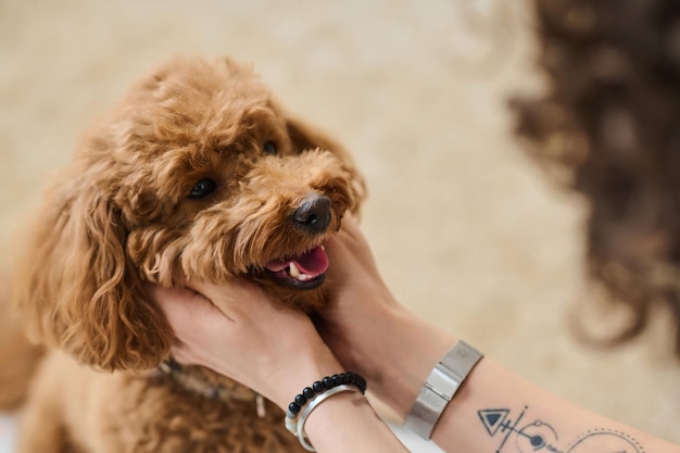 Closeup of owner hugging her dog and talking to it while they playing together