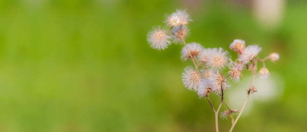 Closeup paardebloem zaden op zwarte achtergrondDandelion