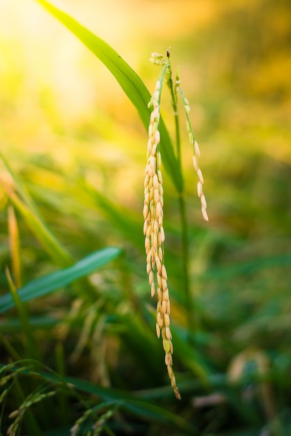 Closeup Paddy rice