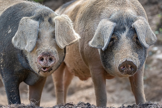 Closeup of a pair of pigs standing closeup in the field