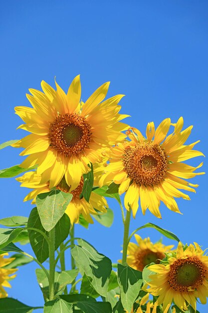 Closeup a pair of vibrant yellow sunflowers blossoming against sunny blue sky