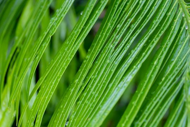 Closeup of a palm leaf rich green with raindrops The concept of ecology and summer recreation