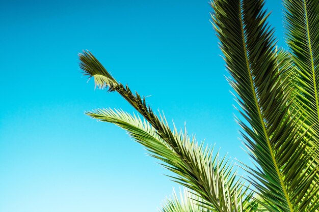 푸른 하늘에 대한 야자수 잎의 근접 촬영 레크리에이션 휴가 여행 여름