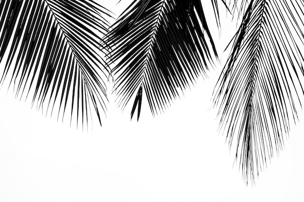 Closeup palm leaves  - monochrome