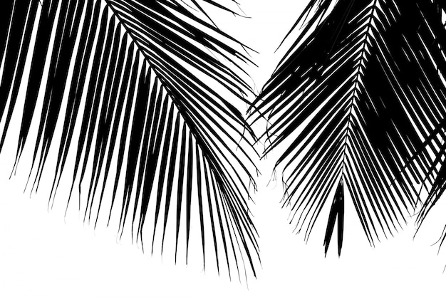 Closeup palm leaves  - monochrome