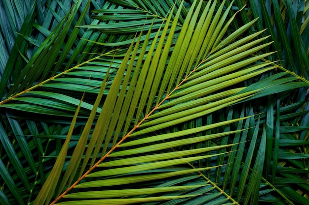 Closeup of Palm Leaves Pattern Nature Background