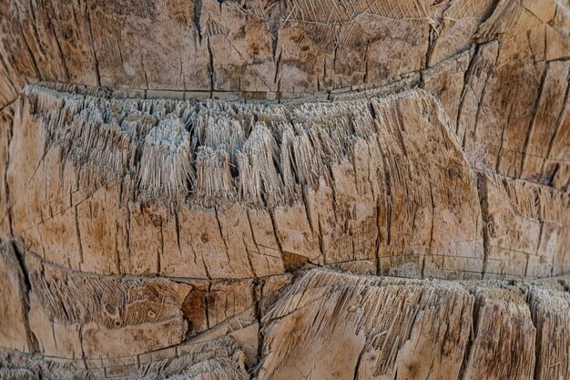 Closeup of palm tree bark Exotic tree Palm texture