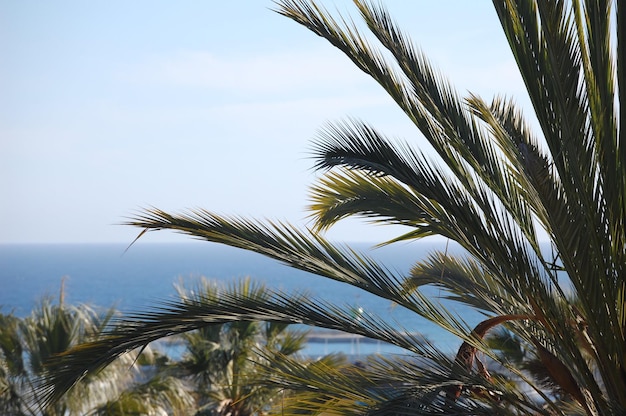 Closeup of Palm tree with the sea on the background