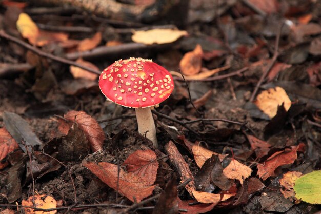 Foto primo piano su una pantera amanita