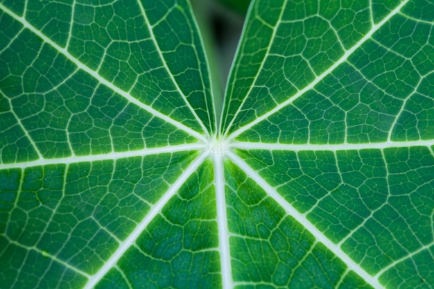 Closeup papaya leaf texture