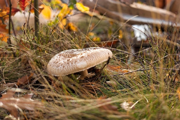 Крупный план гриба-зонтика Macrolepiota procera или Lepiota procera с размытым фоном подлеска в лесу Осенние листья на земле Мягкий фокус Грибная прогулка в лесу