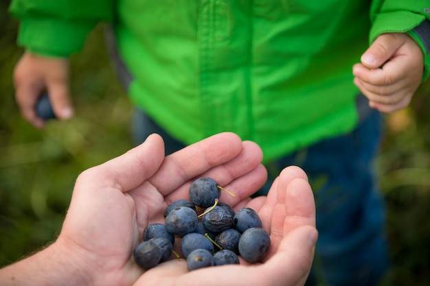 Closeup of parents hands full of organic blueberries and child going to try berries