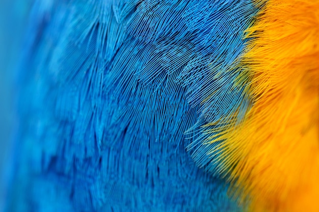 closeup of parrot feathers