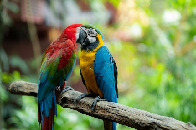 Closeup parrot with blur background nature bird macaw