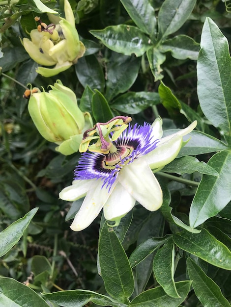 파시플로라 카에레아 (Passiflora caerulea) 꽃 의 클로즈업