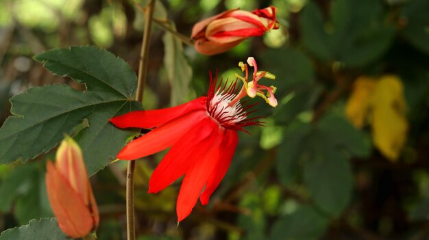 Passiflora vitifolia의 근접 촬영 향수 열정 꽃은 Passiflora의 아름다운 종입니다