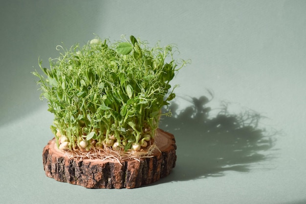 Closeup of pea sprouts on a wooden substrate