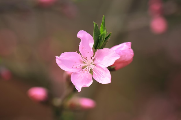 Closeup of the peach blossom in full bloom