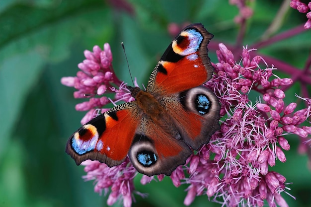 Photo closeup on peacock butterfly inachis io sipping nectar from eupatorium purpureum