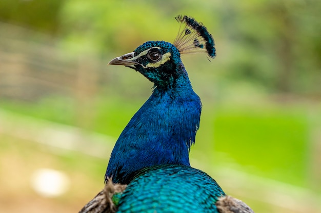 Closeup on a peacock on the farm.