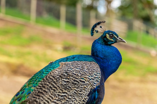 Closeup on a peacock on the farm.