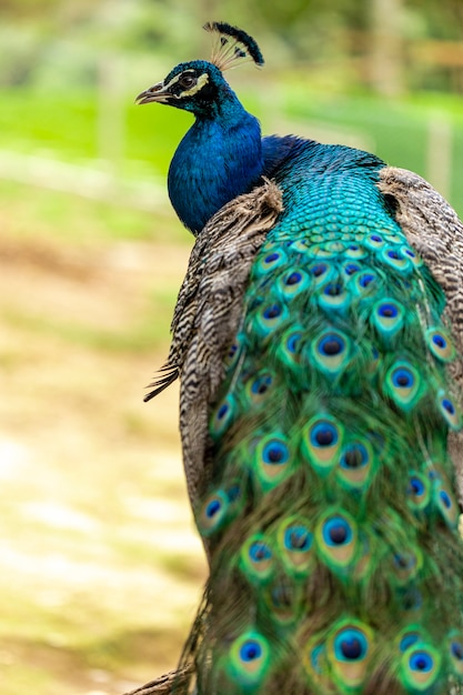 Closeup on a peacock on the farm.