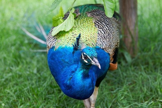 Closeup of a peacock walking