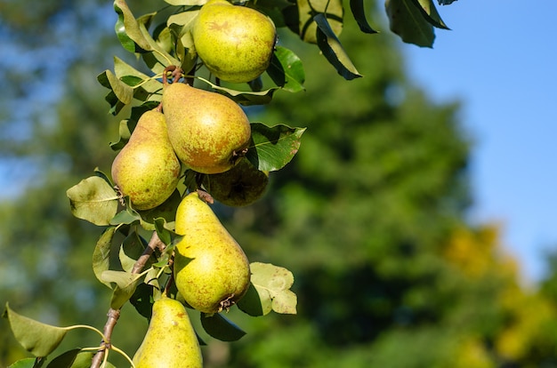 Image of Pear tree surrounded by herbs