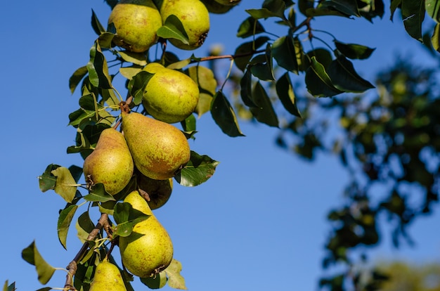 Closeup of pears on tree branches