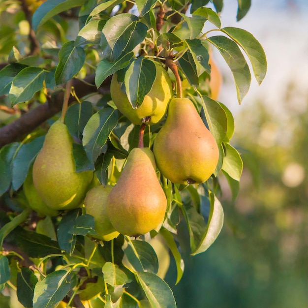Closeup of pears on a tree ripening in the garden