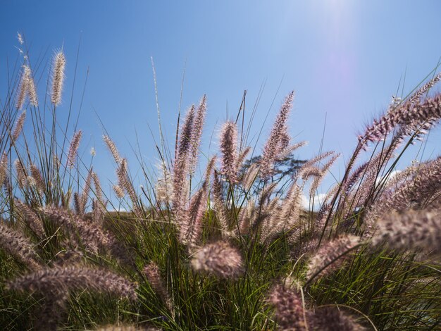 Closeup pennisetum and blue sky